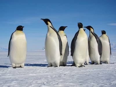 pinguini-imperiali-penaj