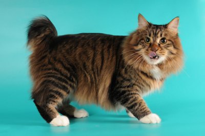 pisica-american-bobtail-coada