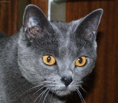 pisica-chartreux-blana-groasa