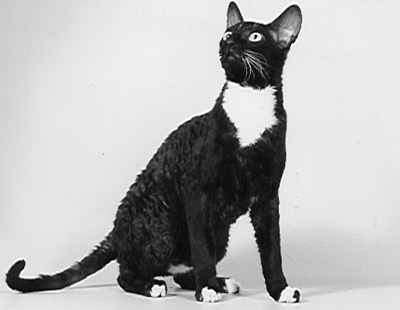 pisica-cornish-rex-casa