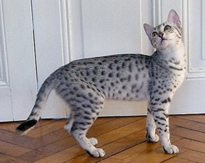 pisica-egyptian-mau-buna-alergatoare