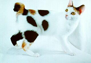 pisica-japanese-bobtail-iubeste-oamenii