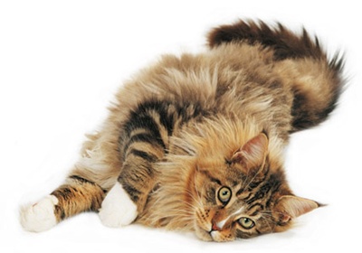 pisica-maine-coon-blana-stufoasa