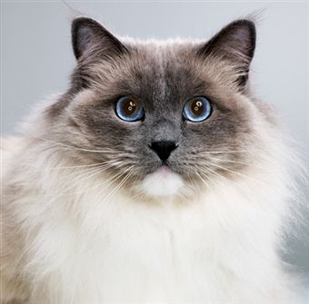 pisica-ragdoll-iubitoare