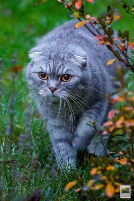pisica-scotish-fold-in-iarba-docila