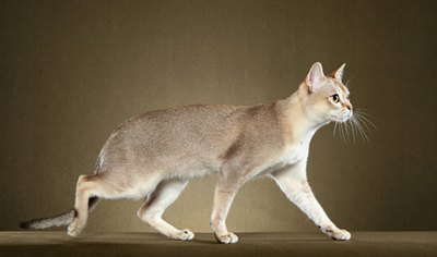 pisica-singapura-profil-ochi-mari