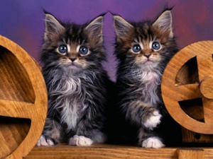 pisici-maine-coon-chisturi-renale.