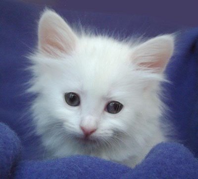 pisicuta-angora-turceasca-ataxia