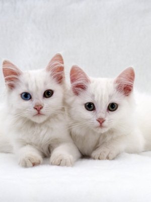 pisicute-angora-turceasca-activa
