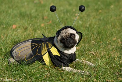 pug-bondar-costum