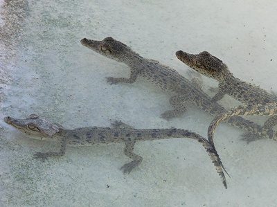 pui-crocodil-cuburi