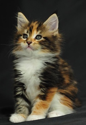 pui-maine-coon-animal-de-companie