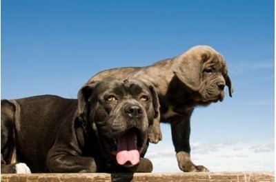 pui-mastiff-dresaj