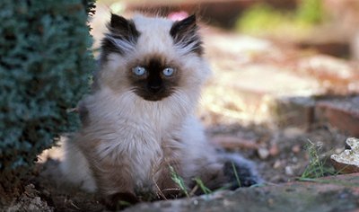 pui-pisica-himalayana-obezitatea