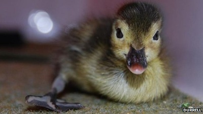 pui-rata-de-madagascar-vegetarie