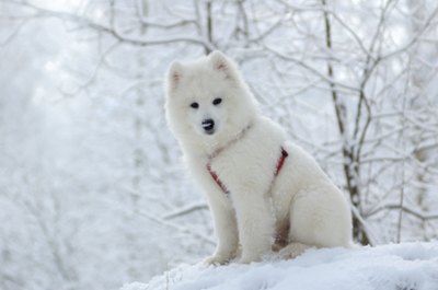 pui-samoyed-miscare-moderata