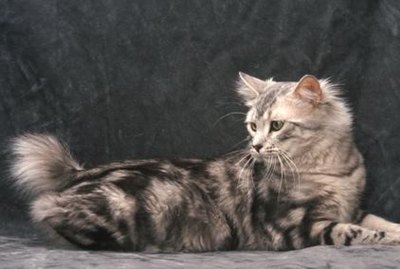 rasa-american-bobtail-prietenoasa