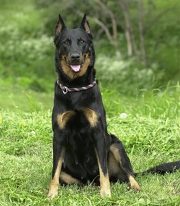 rasa-beauceron-reproducere