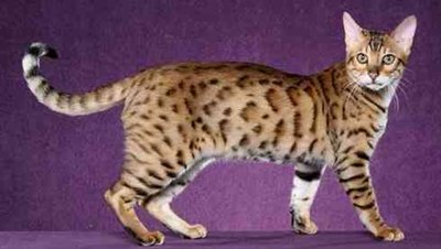 rasa-bengal-leopard