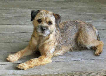 rasa-border-terrier-animal-de-vanatoare