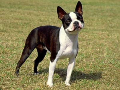 rasa-boston-terrier-caini-inteligenti