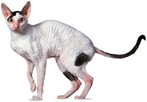 rasa-cornish-rex-animal-de-companie