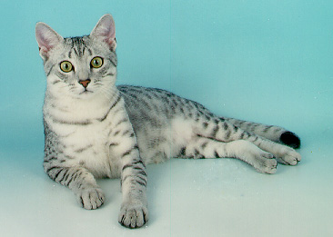 rasa-egyptian-mau-venerata