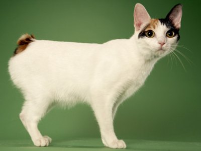 rasa-japanese-bobtail-simbol-japonez
