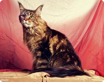 rasa-maine-coon-obezitate