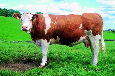 rasa-simmental-lapte