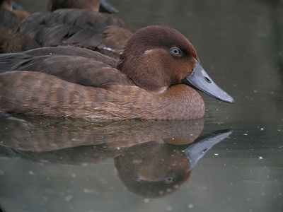 rata-de-madagascar-pe-lac-apa