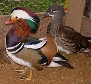rata-si-ratoi-mandarin-adapost