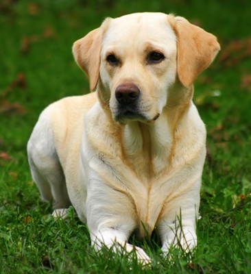 retriever-labrador