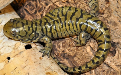 salamandra-galbena-culoare