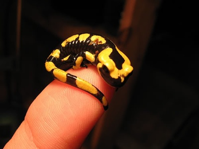 salamandra-pe-deget-amfibian 
