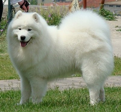 samoyed-curte