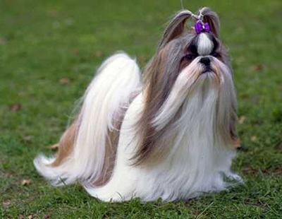 shih-tzu-blana-lunga-descriere-fizica