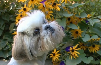 shih-tzu-flori-casa