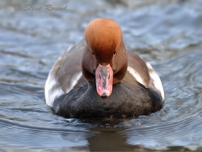 specia-pochard-cu-creasta-rosie