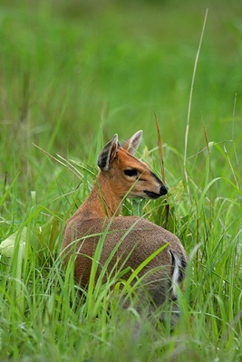 sylvicapra-grimmia-duiker-comun-hrana