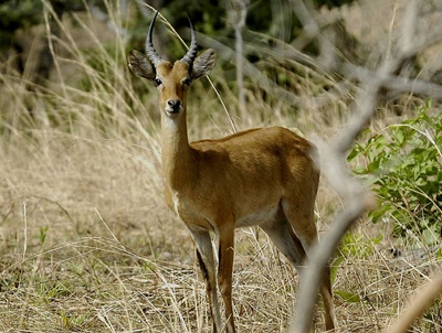 tap-de-mlastina-bohor-redunca-redunca-animal-ierbivor