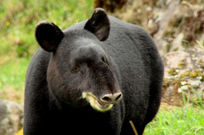 tapir-de-munte-disparitie