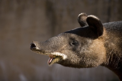 tapirul-de-munte-tapirus-pinchaque-animal-ierbivor