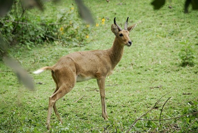 tapul-de-mlastina-bohor-animal-nocturn