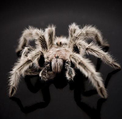 tarantula-fond-negru-clesti