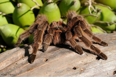 tarantula-fond-verde-paianjen 