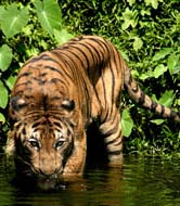 tigru-malaezian-dealuri