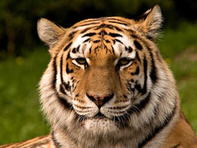 tigru-pe-cale-de-disparitie-draconajul-tigrilor
