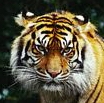 tigru-sumatran-paduri