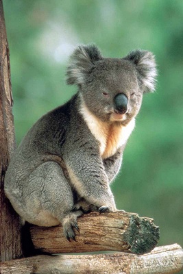 urs-koala-eucalipt